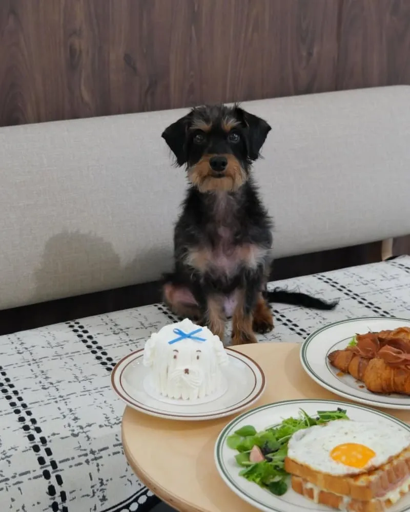 Fur Sure Cafe
