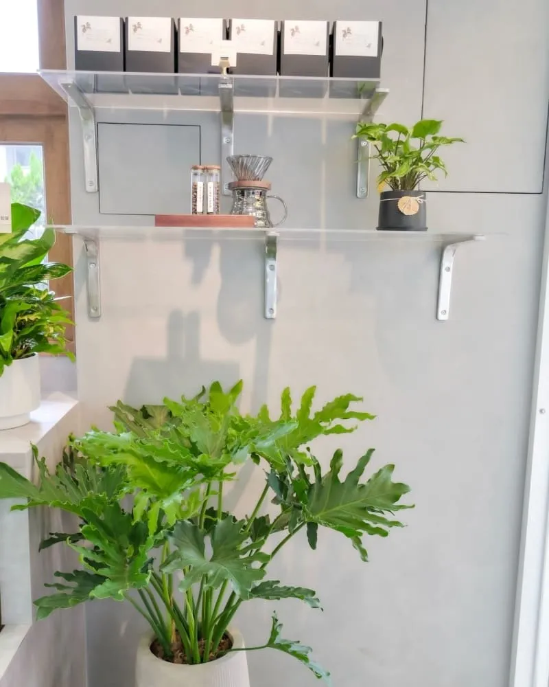 初茉制甜 嘉義中山店
