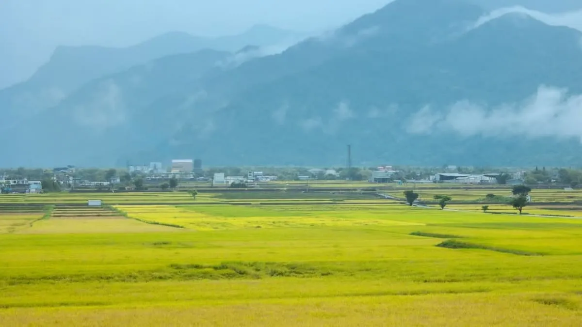 台東池上伯朗大道