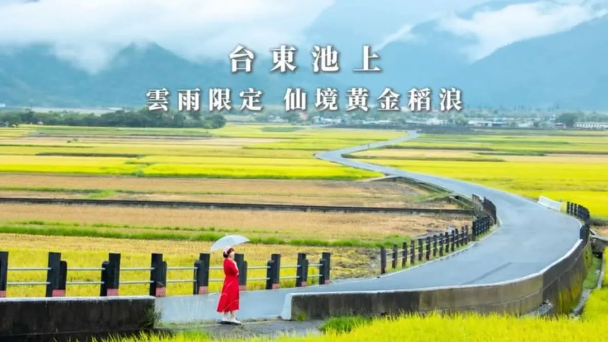 台東池上伯朗大道