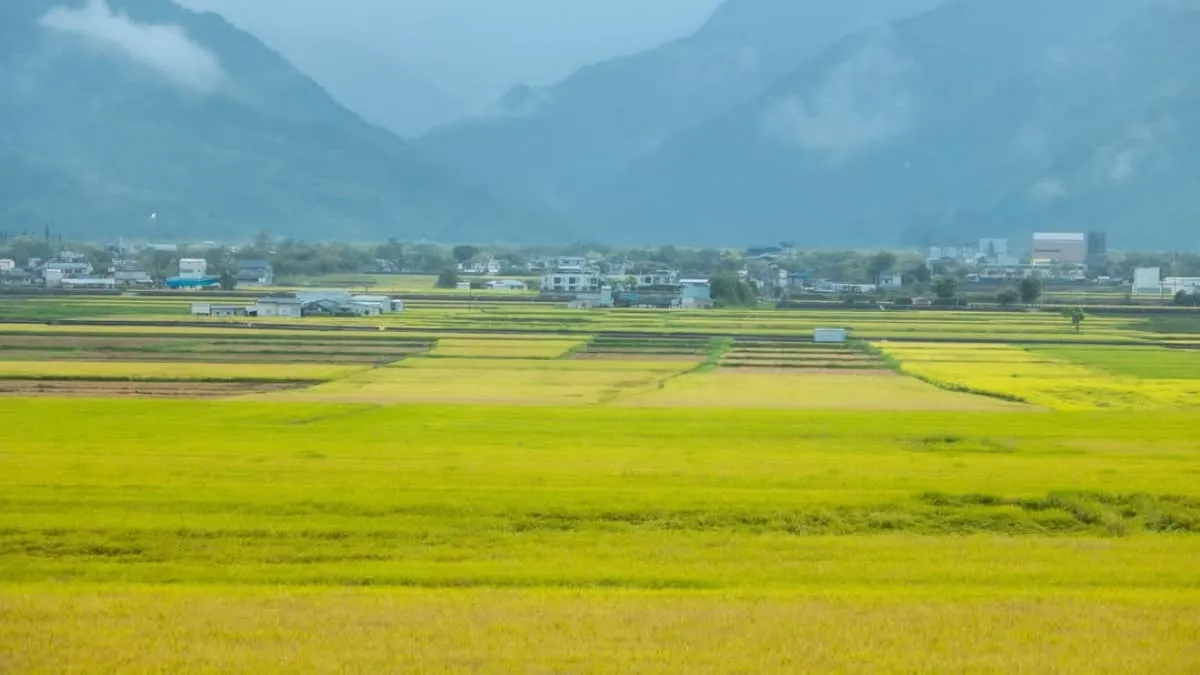 台東池上伯朗大道