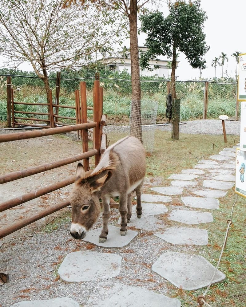 「斑比山丘」宜蘭迷人動物樂園｜專屬設計爲你帶來可愛生活小物，零距離互動體驗療癒滿滿！