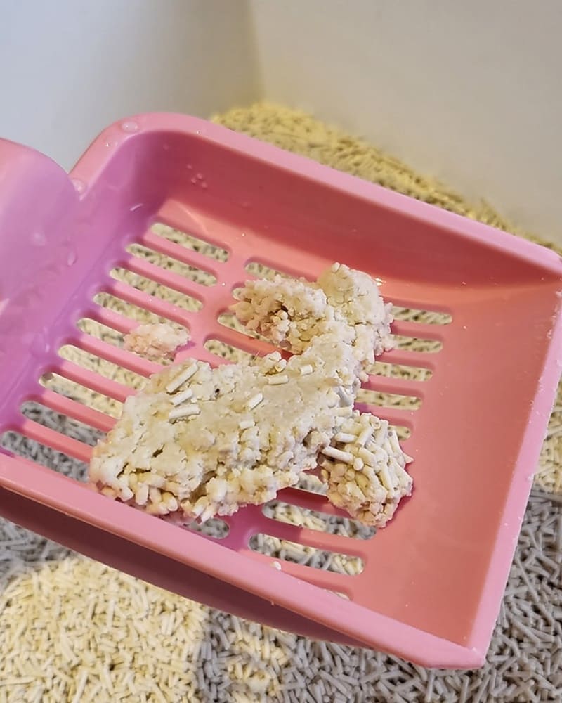 有養貓的朋友一定都會去研究怎麼挑貓砂,像我自己就比較喜歡無粉塵貓砂 「Maoch喵趣 超強凝結消臭豆腐砂」,是我最近覺得CP值最高的無粉塵豆腐砂 貓奴們挑選貓砂最在意的吸水性、凝結性、溶解性、崩解性,喵趣都有不錯的表現