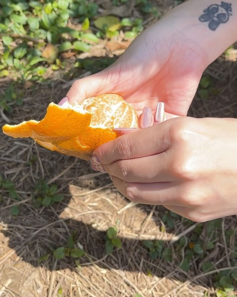 「桔滿緣寶山農場」品味春天，固定曬太陽日享受橘樹海洋，橘子醬女孩的浪漫時光！