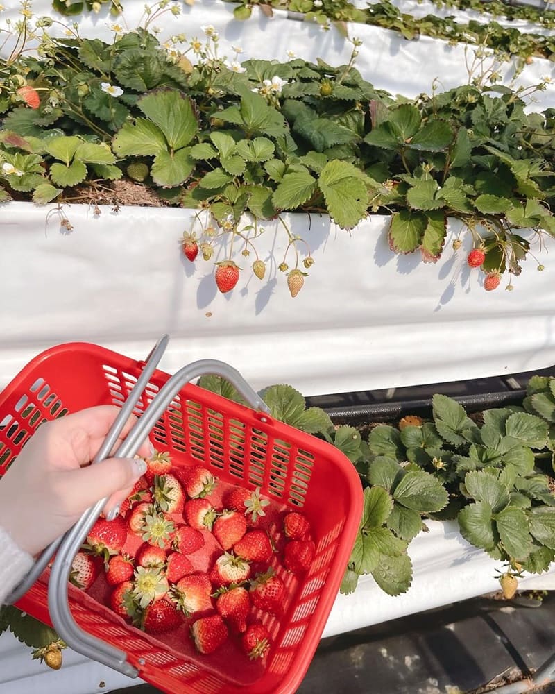 「強哥草莓園」苗栗推薦行程｜乾淨平價，雖過季仍美味，草莓有限，加煉乳更美味！
