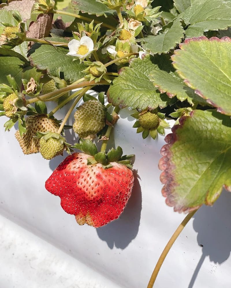 「強哥草莓園」苗栗推薦行程｜乾淨平價，雖過季仍美味，草莓有限，加煉乳更美味！