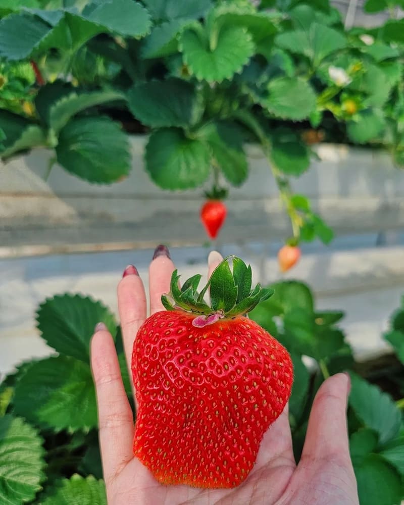 「八塊厝草莓園」桃園八德草莓新鮮現採｜無農藥高架栽培、品種豐富、採摘樂趣多！