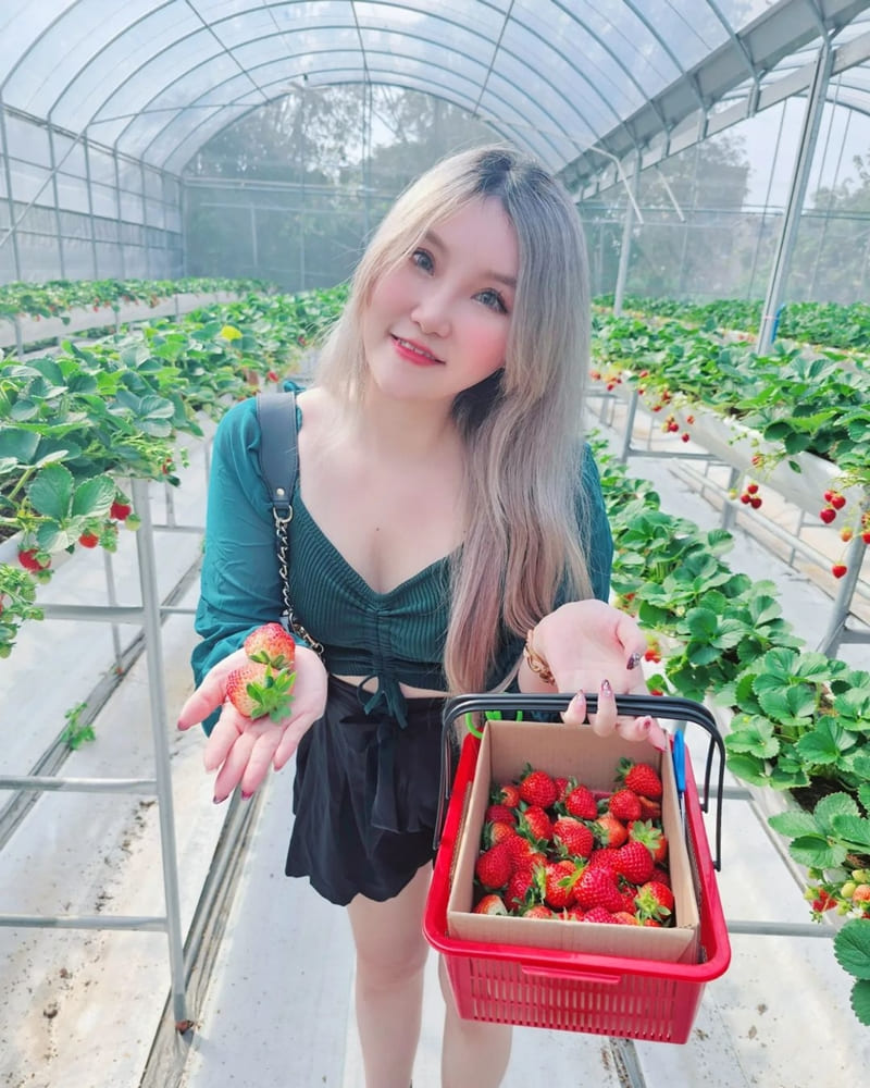 「八塊厝草莓園」桃園八德草莓新鮮現採｜無農藥高架栽培、品種豐富、採摘樂趣多！