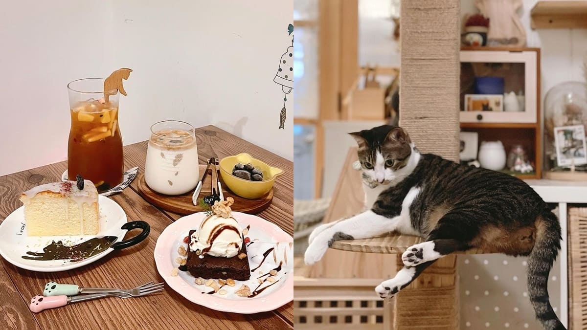 「貓咖飛」宜蘭貓咪咖啡館｜獨特貓咪體驗，愜意氛圍搭配美味點心，貓爪冰磚拿鐵，好吃又好喝！