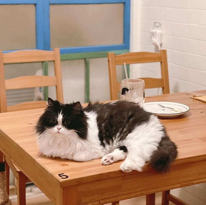 「貓咖飛」宜蘭貓咪咖啡館｜獨特貓咪體驗，愜意氛圍搭配美味點心，貓爪冰磚拿鐵，好吃又好喝！