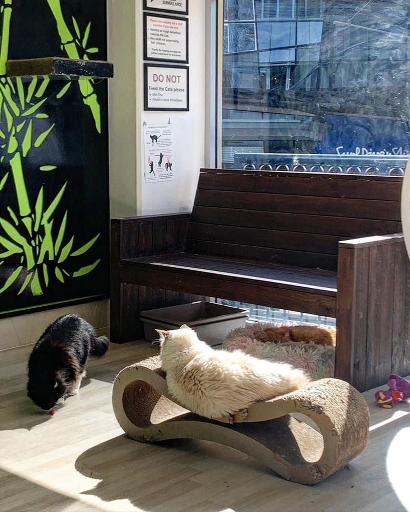 「Crazy Cat Cafe」澳洲黃金海岸｜各品種貓咪、近距離互動、愛貓天堂！