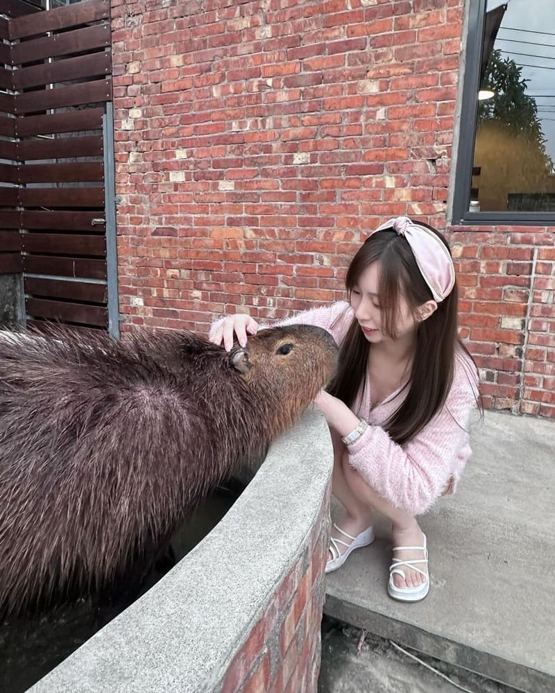 「紅磚園邸」新北巷內網美餐廳,動物餐廳,親子餐廳,與水豚狐獴親密互動,手工餅乾禮盒,美味餐點!