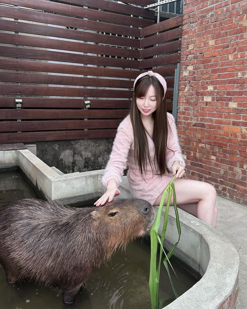 「紅磚園邸」新北巷內網美餐廳,動物餐廳,親子餐廳,與水豚狐獴親密互動,手工餅乾禮盒,美味餐點!