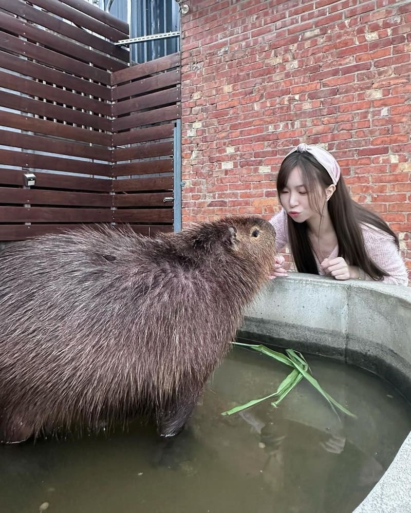 「紅磚園邸」新北巷內網美餐廳,動物餐廳,親子餐廳,與水豚狐獴親密互動,手工餅乾禮盒,美味餐點!