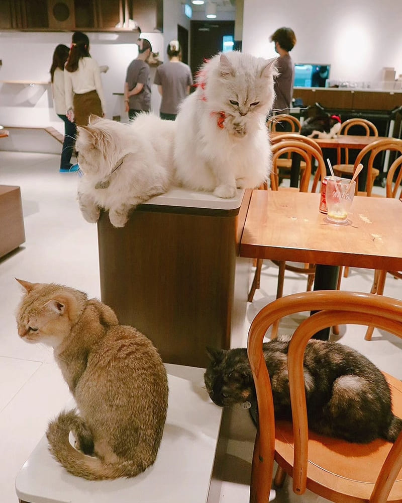 「URBAN Cafe」全港最大最多貓貓𝗖𝗮𝗳𝗲｜環境舒適、免入場費、精選美食！