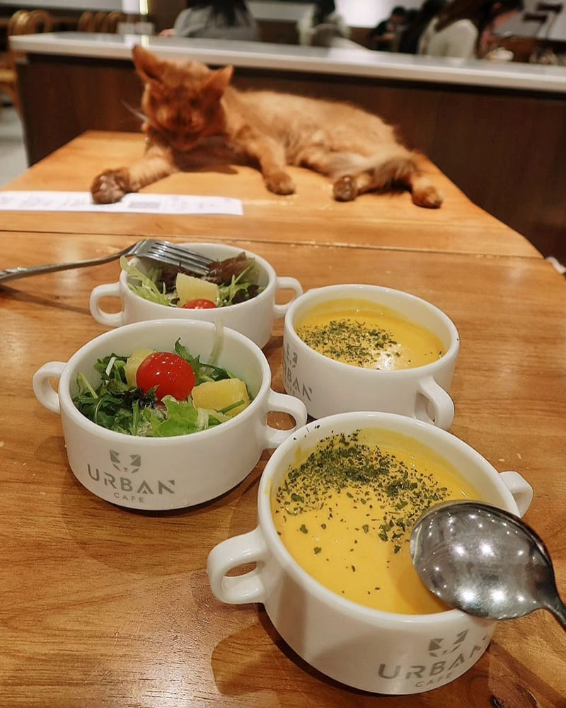 「URBAN Cafe」全港最大最多貓貓𝗖𝗮𝗳𝗲｜環境舒適、免入場費、精選美食！