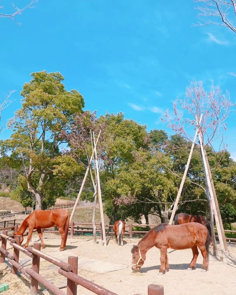「Aburayama Fukuoka」日本福岡淳樸秀麗風景！初次體驗擠牛乳、騎馬、餵動物！