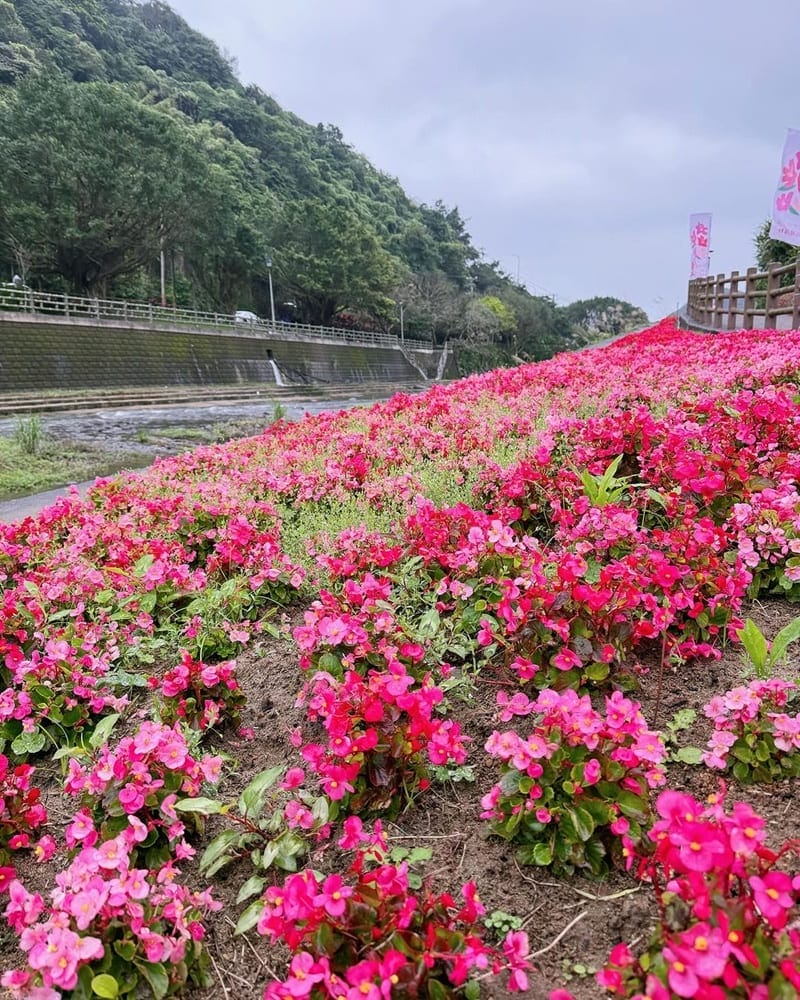 「萬金杜鵑花展」新北市日式庭園美景、溫室饗宴、專業攝影打卡！