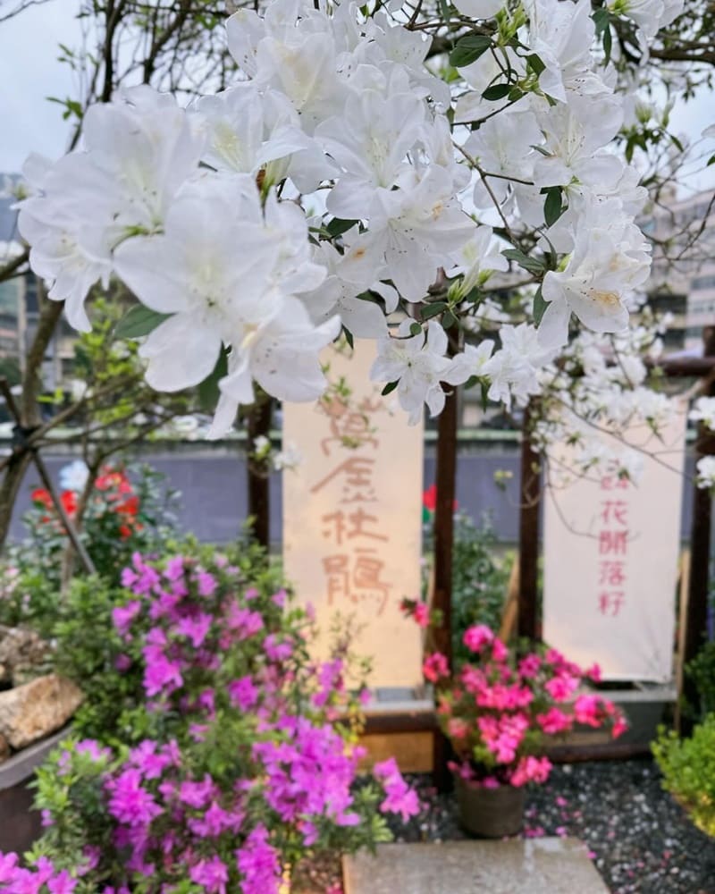 「萬金杜鵑花展」新北市日式庭園美景、溫室饗宴、專業攝影打卡!
