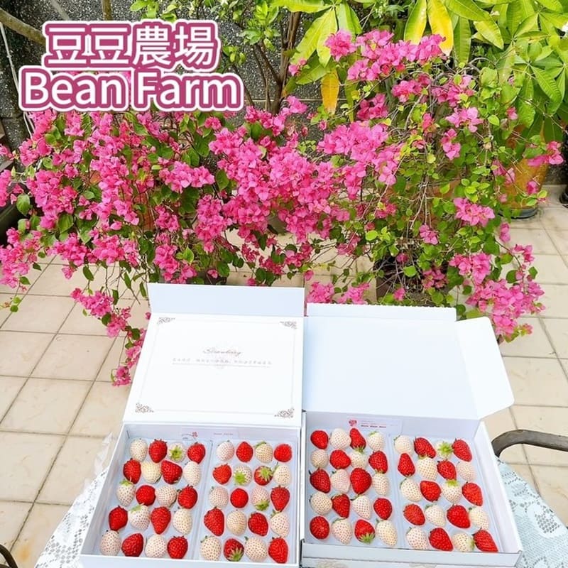 「豆豆農場BeanFarm」專業無農藥栽培草莓！品質保證、日本標準包裝、預約領取享受甜蜜滋味！