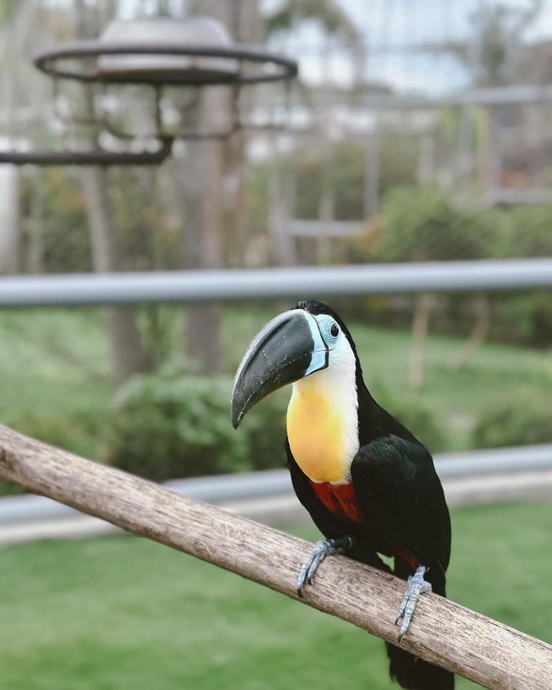 「JOJOZOO PARK九九峰動物樂園」亞洲最大鳥類主題動物園！擁有豐富稀奇鳥類！