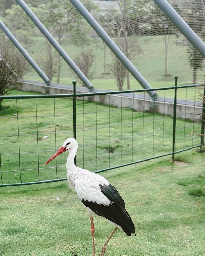 「JOJOZOO PARK九九峰動物樂園」亞洲最大鳥類主題動物園！擁有豐富稀奇鳥類！