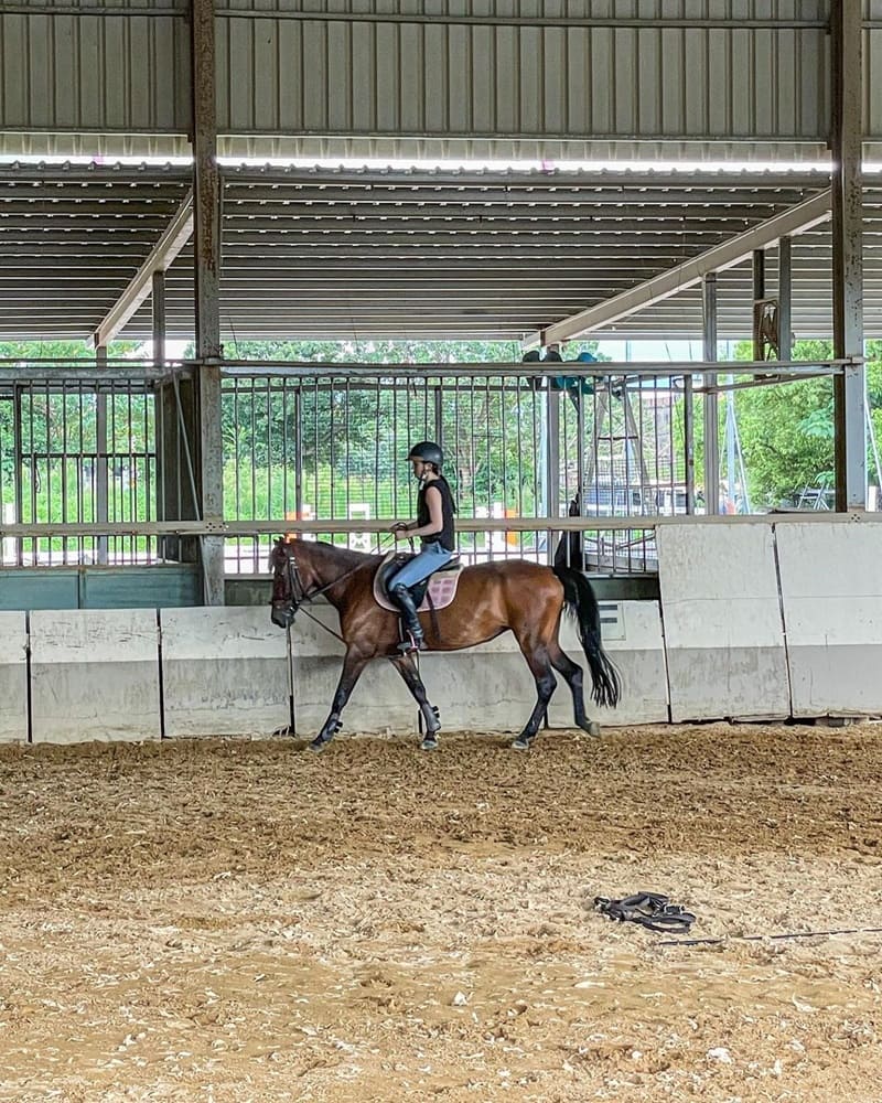 「尼普頓馬術創藝園區」新竹馬場參觀體驗！與馬兒零距離互動、騎馬刷毛穿裝備！