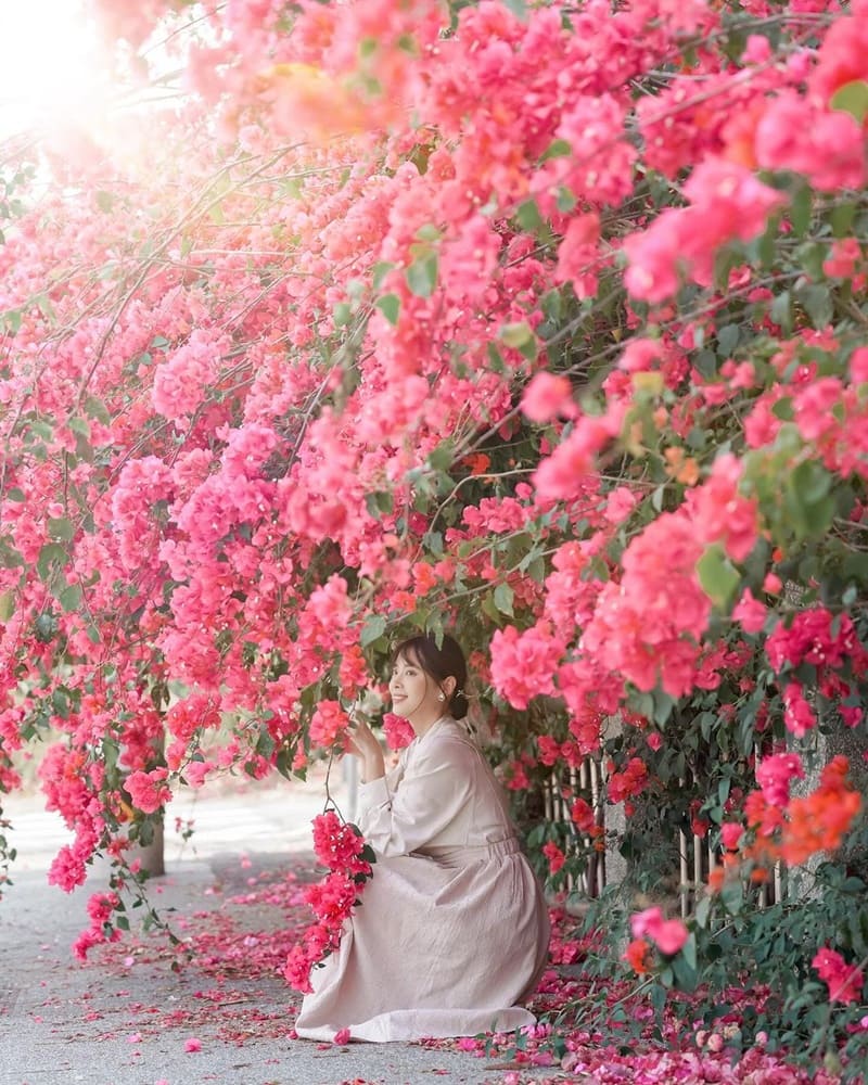 「東大公園九重葛」台中中科最美浪漫盛開中!浪漫浸染、網美花牆、季節限定美景!