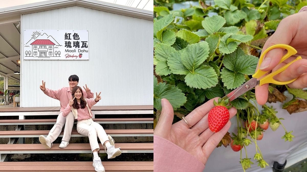 「紅色琉璃瓦草莓園&SUHU Café」苗栗絕美草莓園、高架採摘、貼心服務、精緻咖啡廳！