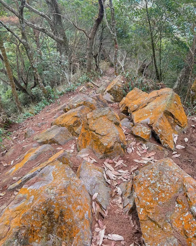 「台中谷關阿冷山」登山者的第八之巔!風景獨特、挑戰崎嶇、山林隱秘之境!