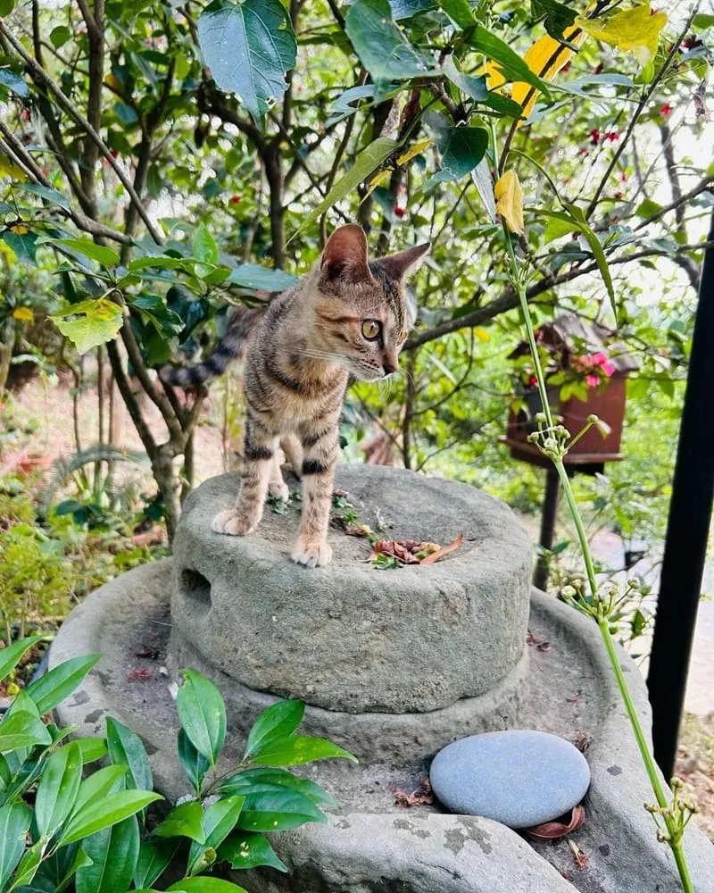「清豐濤月景觀餐廳」嘉義台阪神隱少女湯屋!迷人美景、交通便捷、遠眺仁義潭!