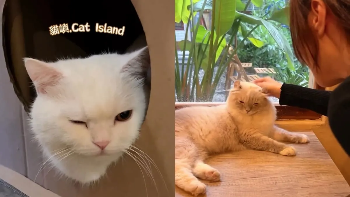 貓嶼 Cat Island