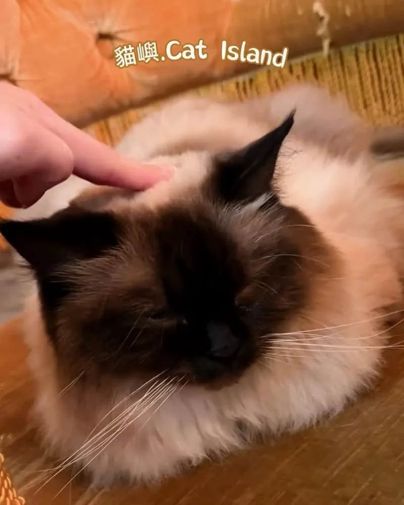 貓嶼 Cat Island
