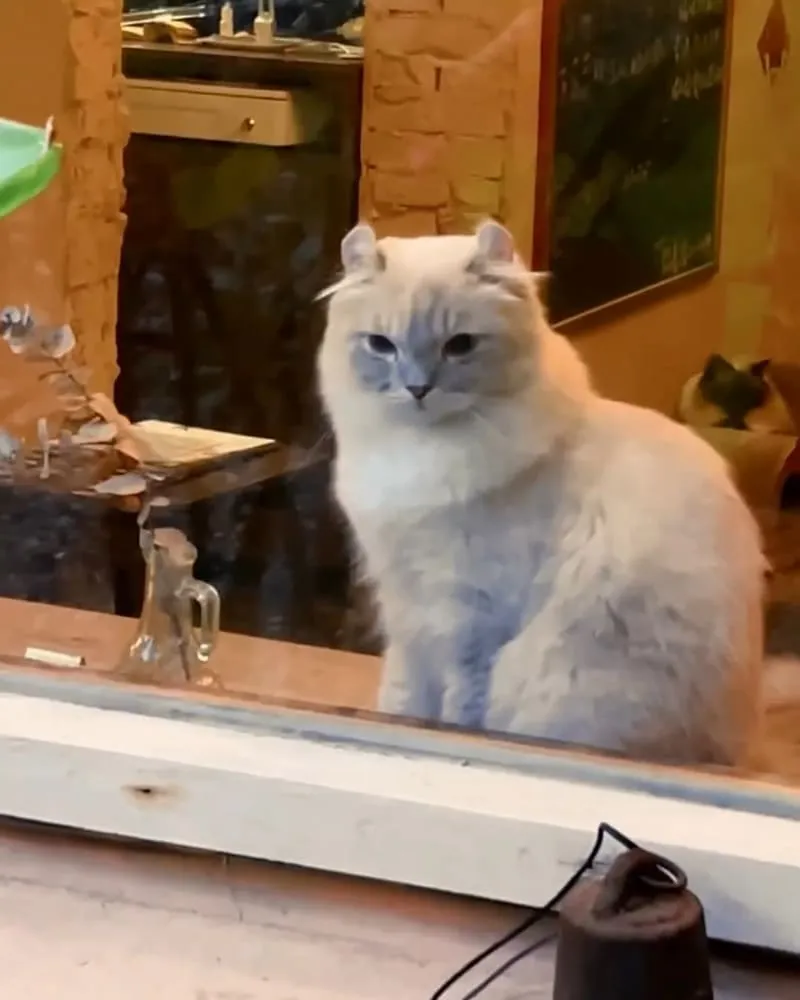 貓嶼 Cat Island