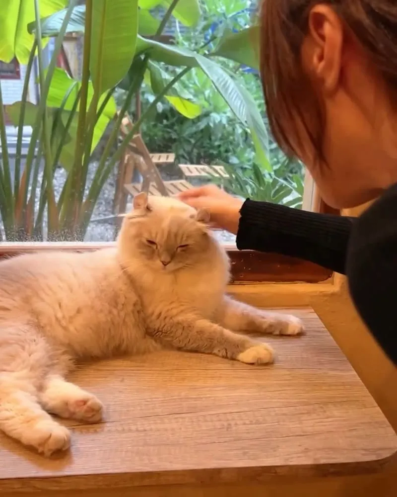 貓嶼 Cat Island