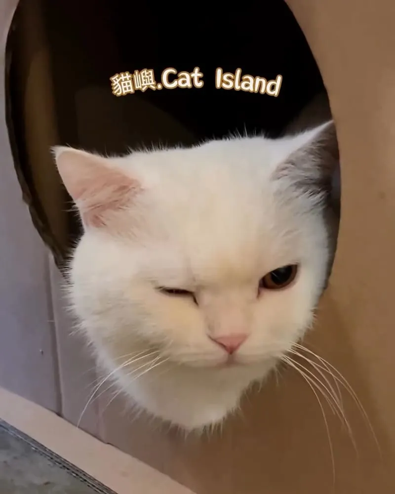 貓嶼 Cat Island