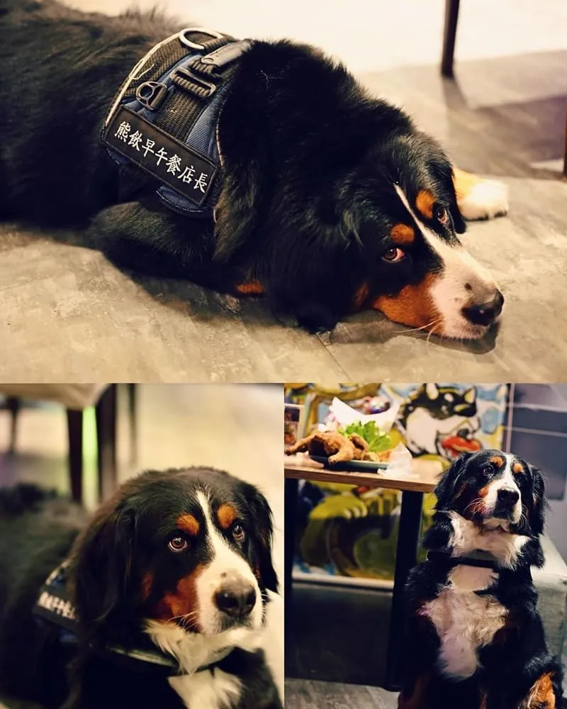 「Bear Junkies熊飲」台北西門町早午餐&酒吧、獨特招牌菜、服務親切、寵物友善餐廳!