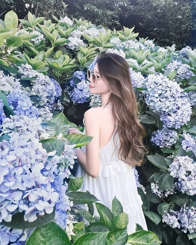 高家繡球花田