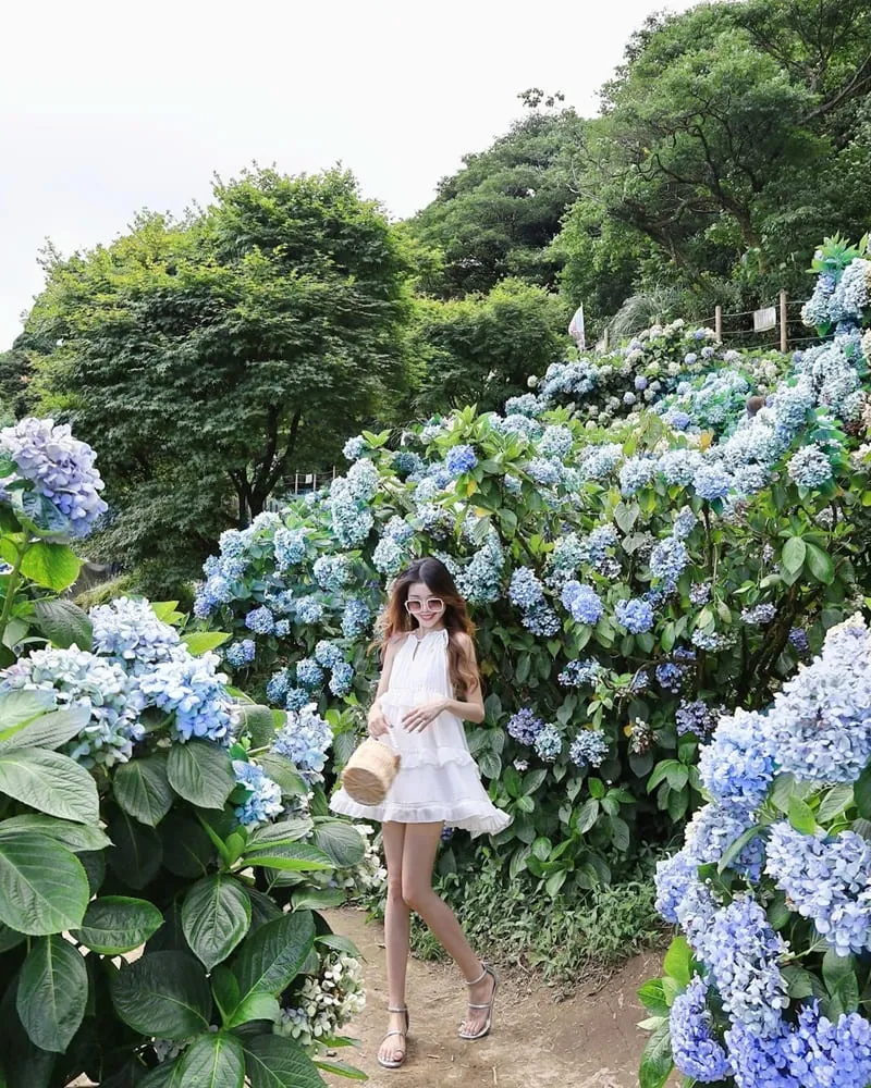 高家繡球花田