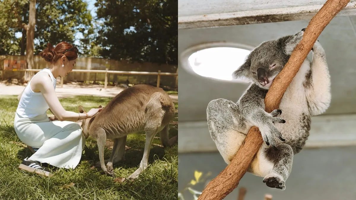 布里斯本 龍柏動物園