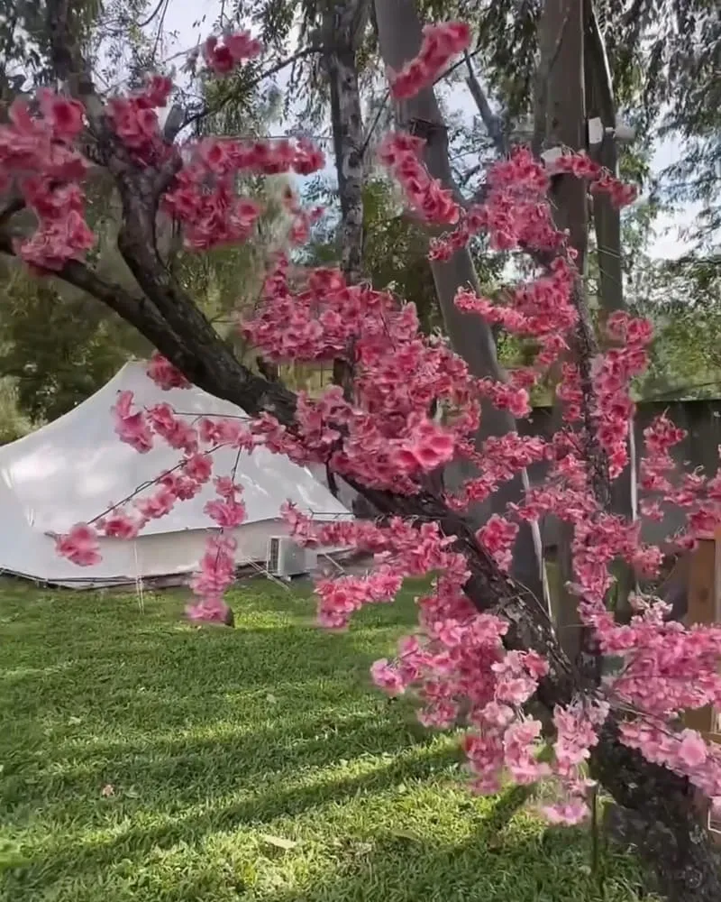 泊樂熊村