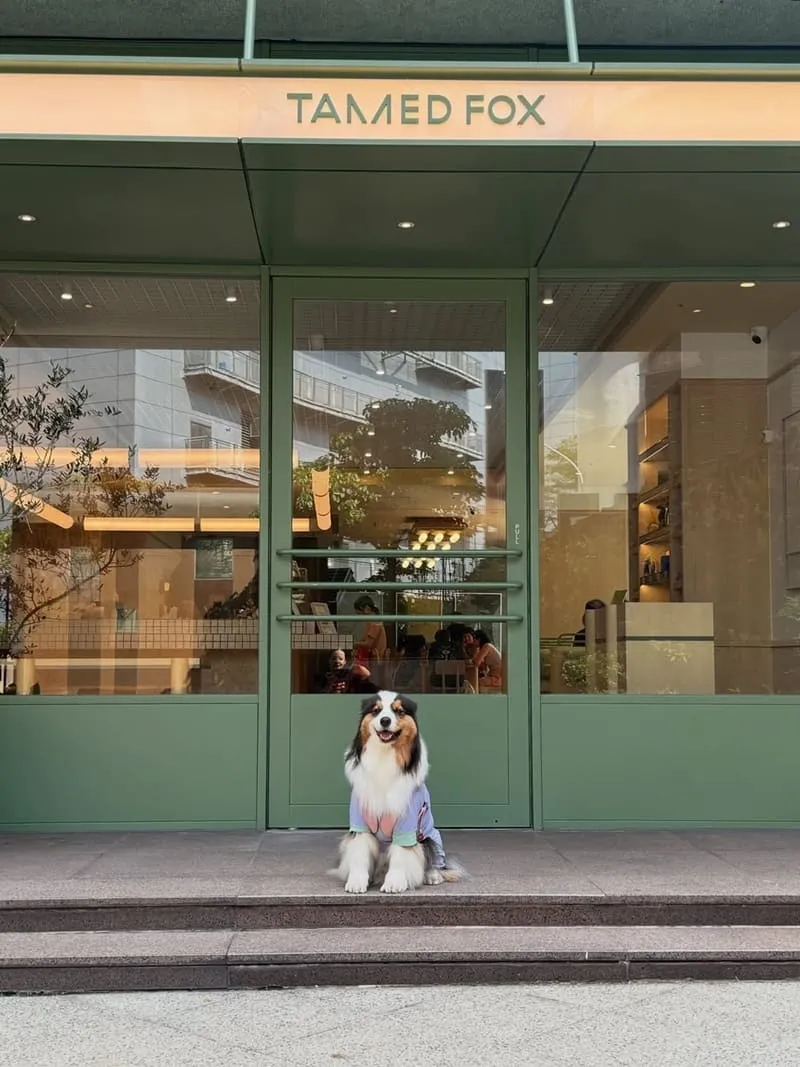 TAMED FOX 天母店|寵物友善早午餐