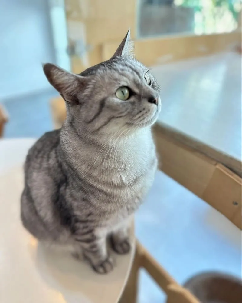 花食間