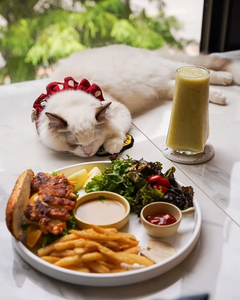 Paws Cafe