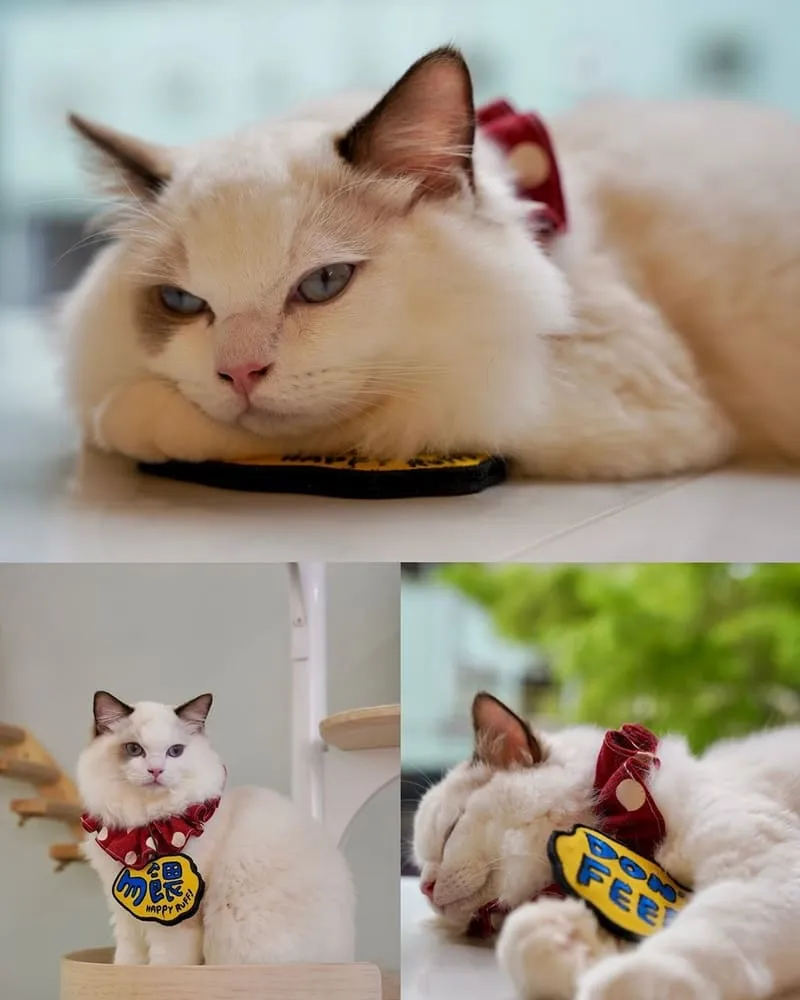 Paws Cafe