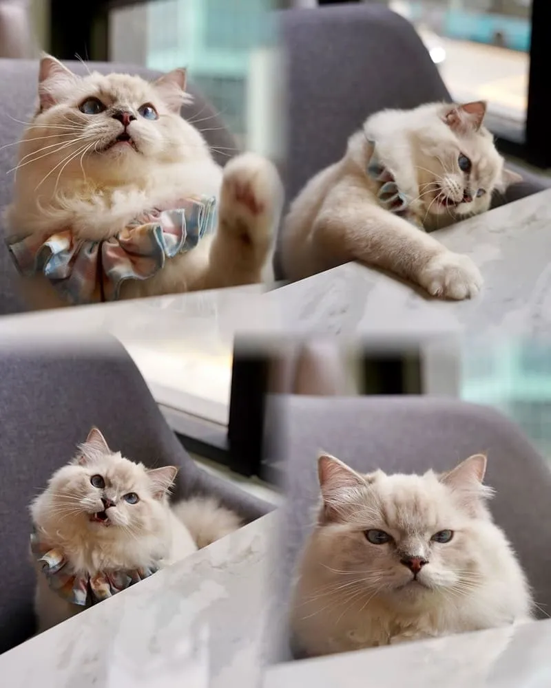 Paws Cafe
