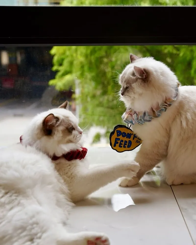 Paws Cafe