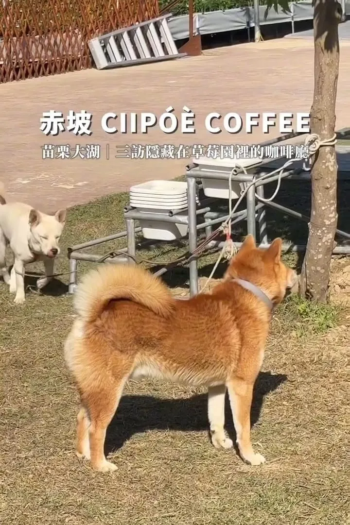 赤坡 Ciipóè Coffee|苗栗大湖高架草莓園咖啡廳