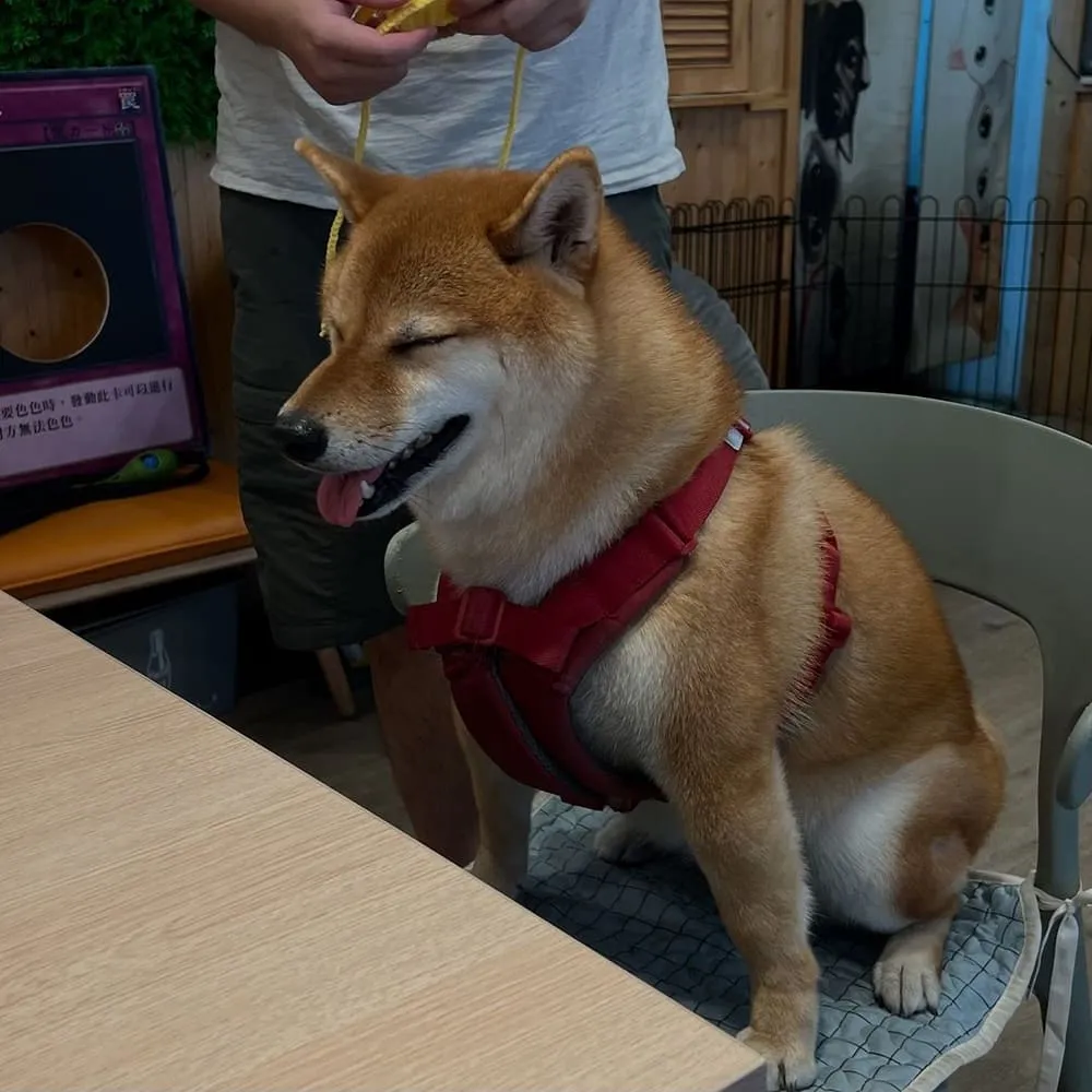 牛牛不柴寵物友善餐廳