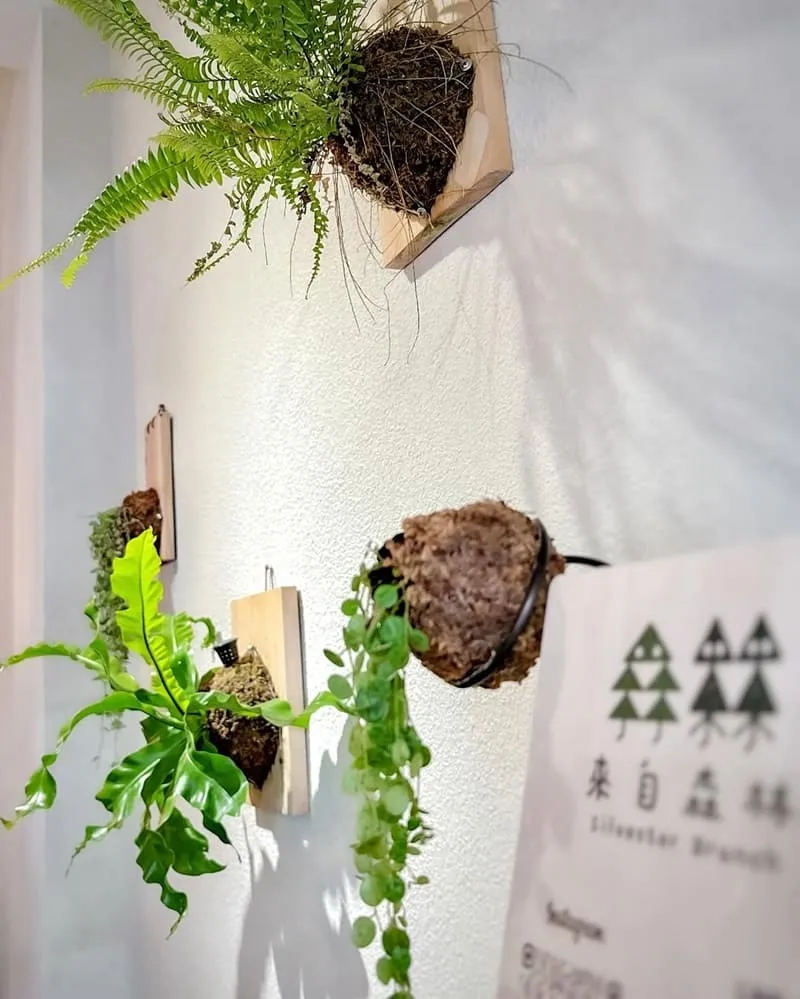 來自森林早午餐